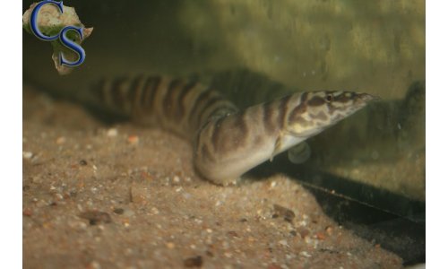 Mastacembelus ellipsifer